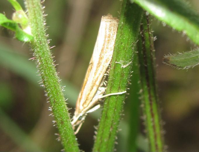 Crambidae da ID - Agriphila cfr. tristella